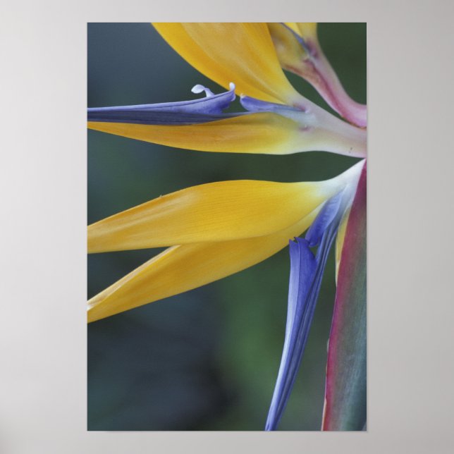 Póster EE.UU., Hawaii, Maui, Hana, Ave del paraíso (Frente)