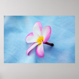 Póster EE.UU., Hawaii, Oahu, Plumeria flores en flor 2