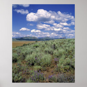 Póster EE.UU., Idaho, Camas Co. Sagebrush y lupino