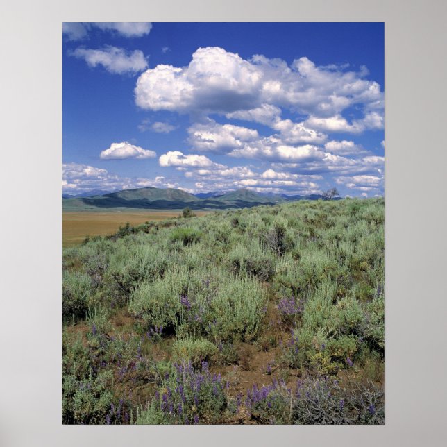 Póster EE.UU., Idaho, Camas Co. Sagebrush y lupino (Frente)