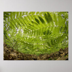 Póster EE.UU., Innesota, North Shore Lake Superior,