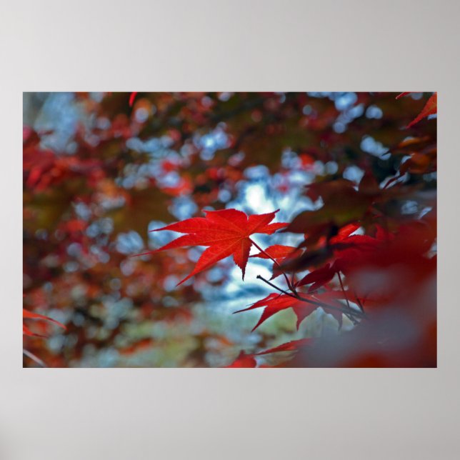 Póster EE. UU., Kansas. Colores de otoño (Frente)
