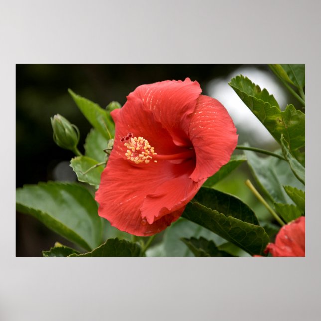 Póster EE. UU., Kansas, Hibisco rojo (Frente)