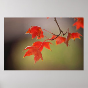 Póster EE. UU., Kansas, Hojas Rojas a Principios de Otoño