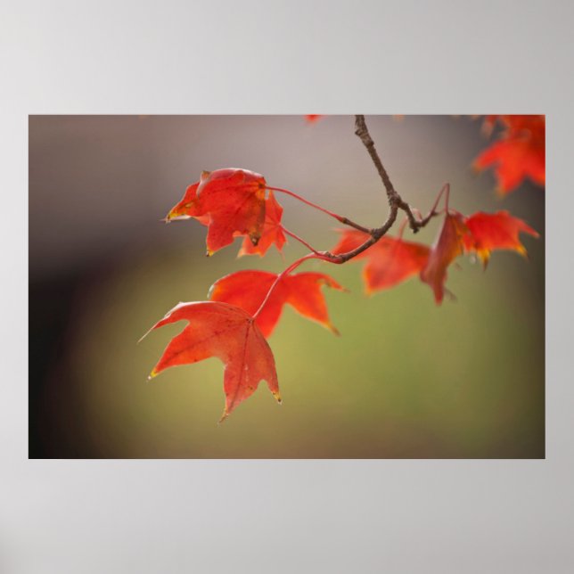 Póster EE. UU., Kansas, Hojas Rojas a Principios de Otoño (Frente)
