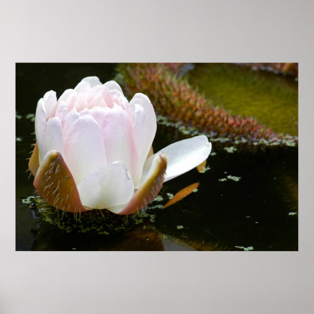 Póster EE.UU., Kansas, Liloming Ligero Rosa (Frente)