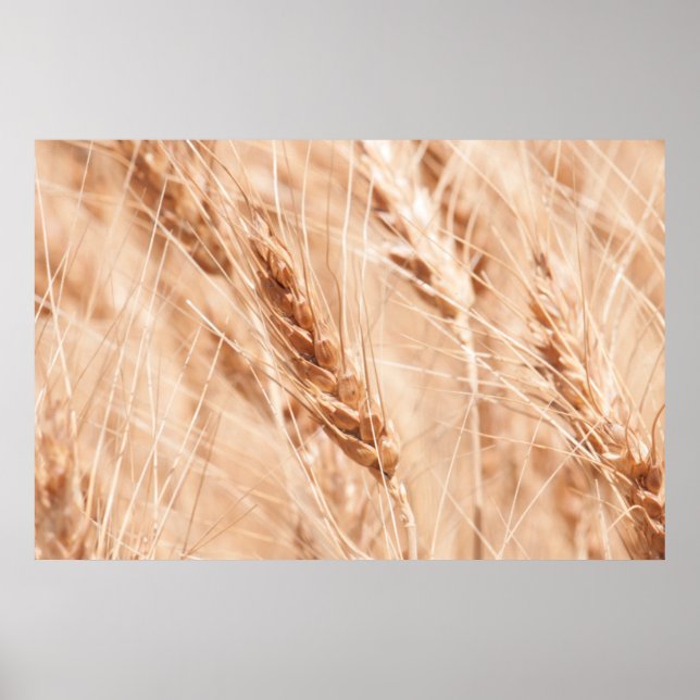 Póster EE. UU., Kansas, Trigo en época de cosecha (Frente)