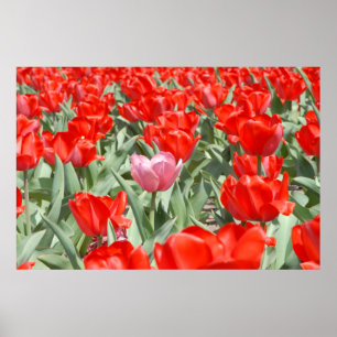 Póster EE. UU., Kansas, Tulipanes rojos con un tulipán ro