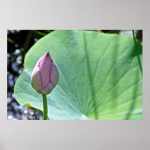 Póster EE.UU., Kansas, Water Lilly Preparado Para Florece