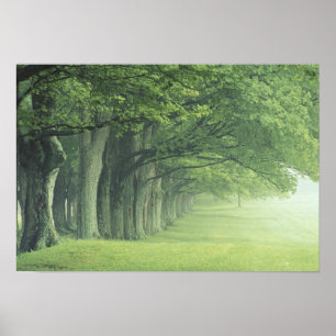 Póster EE.UU., Kentucky. Fila de árboles en primavera