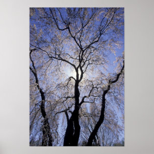 Póster EE.UU., Kentucky, Lexington. Árbol iluminado y