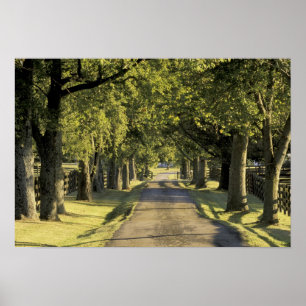 Póster EE.UU., Kentucky, Lexington. Carretera arbolada,