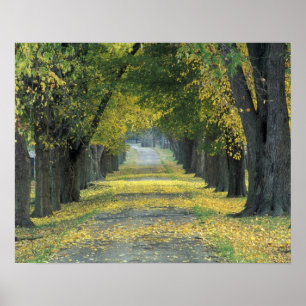 Póster EE. UU., Kentucky, Louisville. Carretera arbolada 