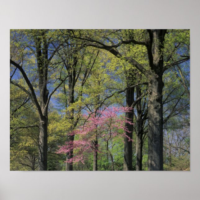 Póster EE.UU., Kentucky, Louisville. Redbud oriental (Frente)