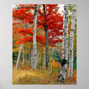 Póster EE. UU., Maine, lago Wyman. Bosque de abedules