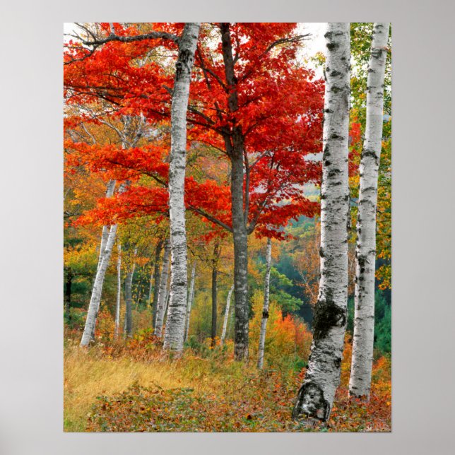 Póster EE. UU., Maine, lago Wyman. Bosque de abedules (Frente)