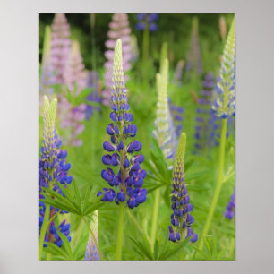 Póster EE. UU., Maine, Parque Nacional Acadia. Campo de