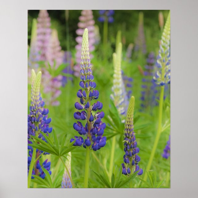 Póster EE. UU., Maine, Parque Nacional Acadia. Campo de (Frente)