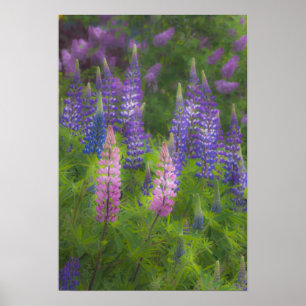 Póster EE. UU., Maine, Southwest Harbor. Lupino en flor