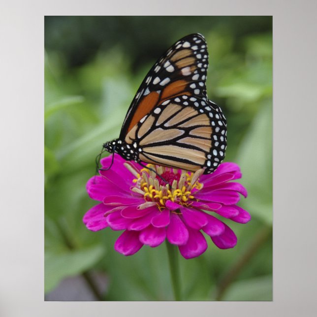 Póster EE.UU., Massachusetts, Boylston, Tower Hill (Frente)