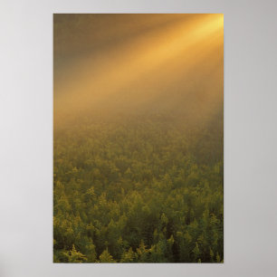 Póster EE. UU., Michigan, Pradera de plantas de vara de o