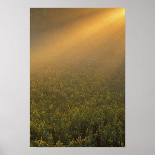 Póster EE. UU., Michigan, Pradera de plantas de vara de o (Frente)