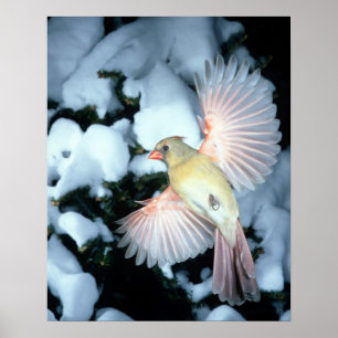 Póster EE. UU., Minnesota, Mendota Heights, Cardenal hemb