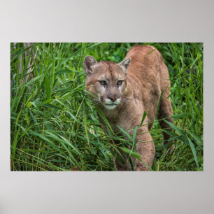 Póster EE. UU., Minnesota, Sandstone, fauna de Minnesota