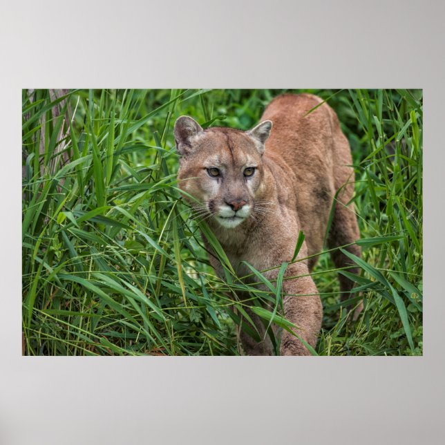 Póster EE. UU., Minnesota, Sandstone, fauna de Minnesota (Frente)