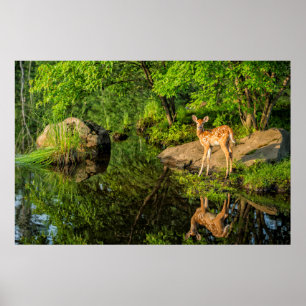 Póster EE. UU., Minnesota, Sandstone, fauna de Minnesota