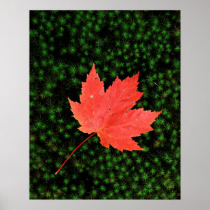 Póster EE.UU., Missouri, Bosque Nacional Mark Twain