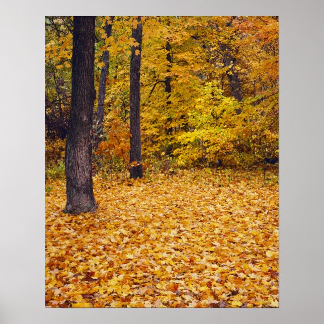 Póster EE. UU., Missouri, condado de Boone, Maple Forest  (Frente)