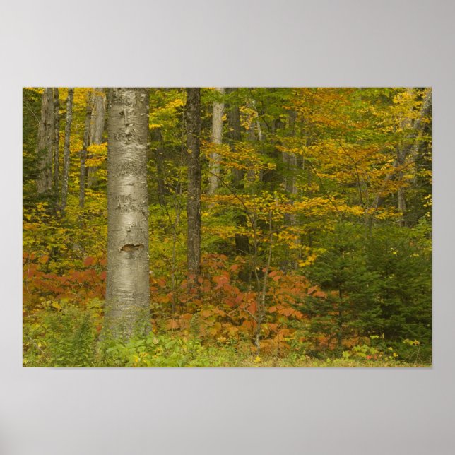 Póster EE.UU., New Hampshire, Livermore, Montaña Blanca (Frente)