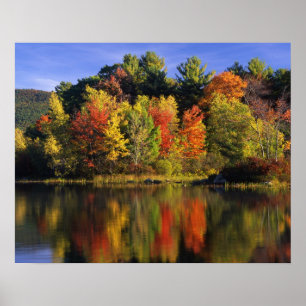 Póster EE.UU., New Hampshire, Moultonborough. Árboles en