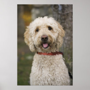 Póster EE.UU., Nueva Inglaterra, Massachusetts, Lectura,