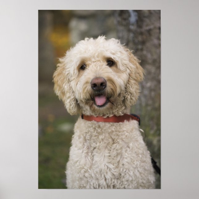 Póster EE.UU., Nueva Inglaterra, Massachusetts, Lectura, (Frente)