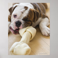 EE.UU., Nueva Jersey, Jersey City, bulldog Cute ca