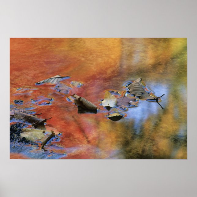 Póster EE. UU., Nueva York, Adirondacks, Hojas caídas en (Frente)