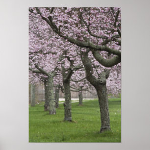 Póster EE. UU., Nueva York, East Hampton. Cerezos en