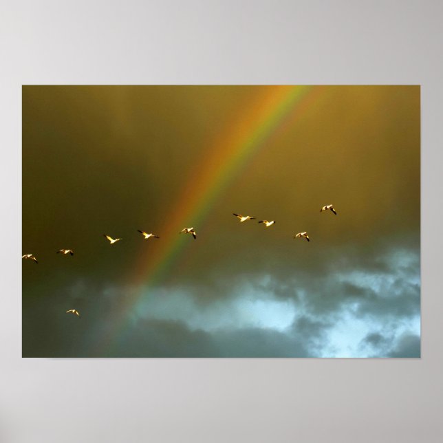 Póster EE.UU., Nuevo México, Bosque del Apache National 6 (Frente)