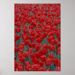 Póster EE. UU., Ohio, Cincinnati. Lecho de tulipanes rojo