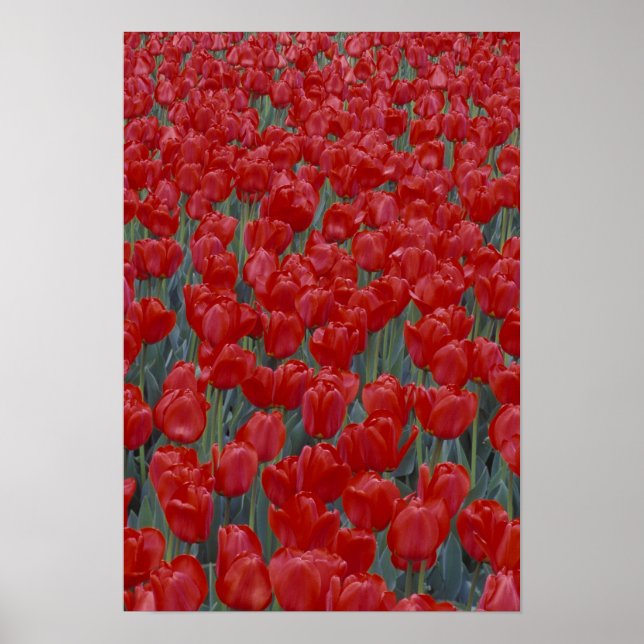Póster EE. UU., Ohio, Cincinnati. Lecho de tulipanes rojo (Frente)