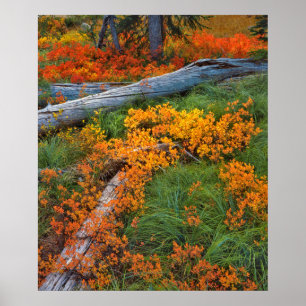 Póster EE.UU., Oregón, Bosque Nacional Willamette