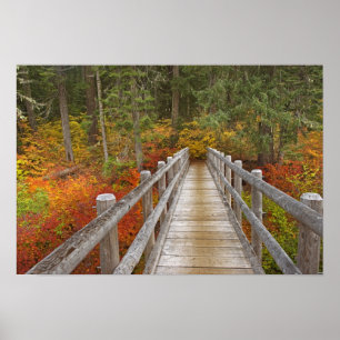 Póster EE.UU., Oregón, Bosque Nacional Willamette.