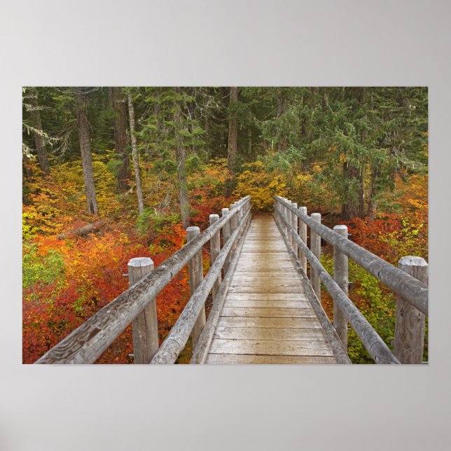 Póster EE.UU., Oregón, Bosque Nacional Willamette. (Frente)