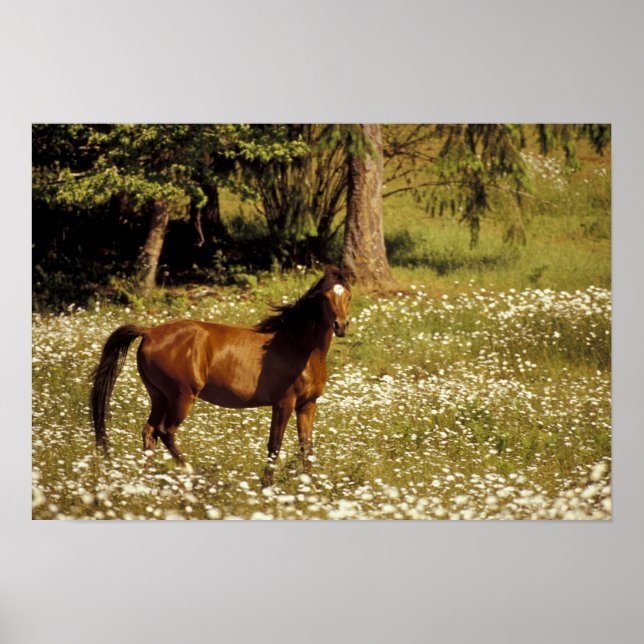 Póster EE. UU., Oregón. Caballo en campo de margaritas (Frente)