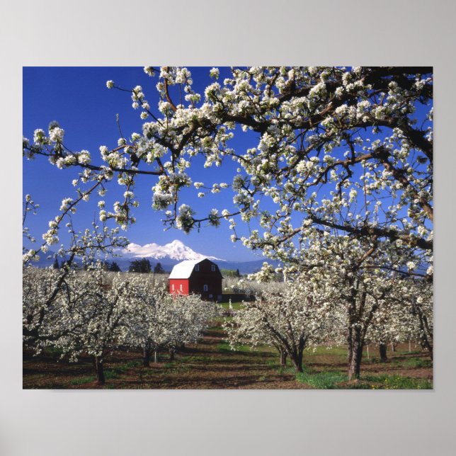 Póster EE. UU., Oregón, Hood River Valley, huerto de pera (Frente)