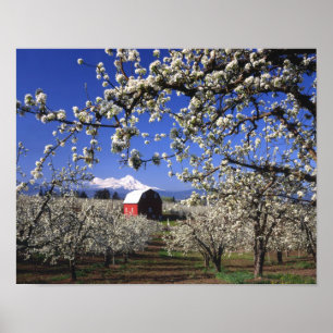 Póster EE. UU., Oregón, Hood River Valley, huerto de pera