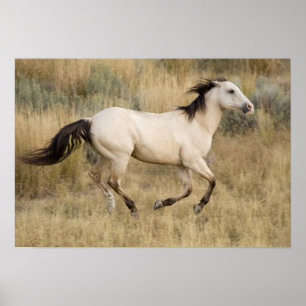 Póster EE. UU., Oregón, Seneca, rancho Ponderosa. Caballo