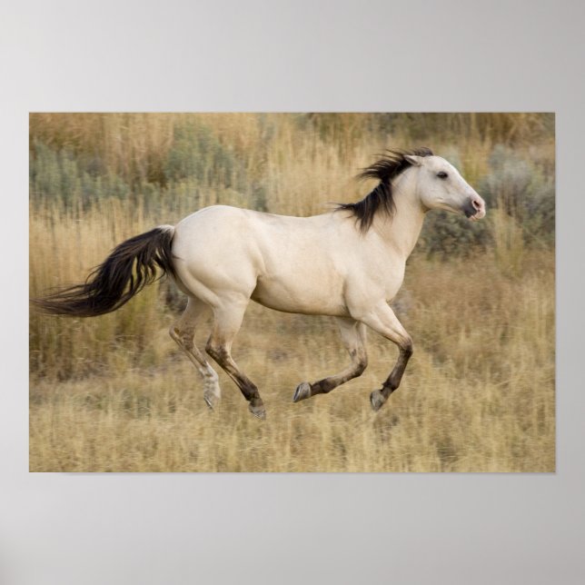 Póster EE. UU., Oregón, Seneca, rancho Ponderosa. Caballo (Frente)